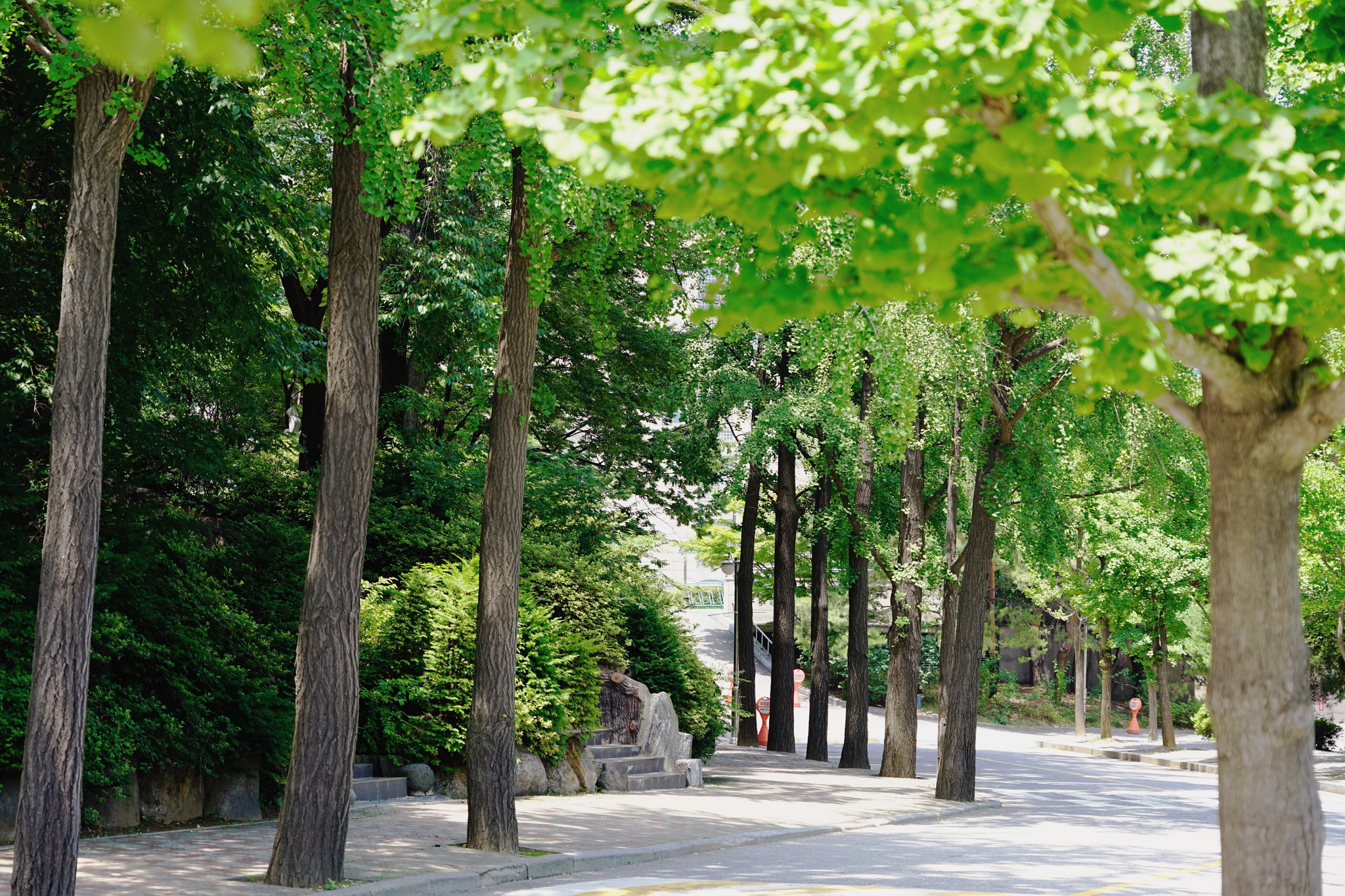 韩国留学世宗大学校园美景来了，快来欣赏一下吧！(图2)